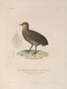 Voyage around the World Pl143 - Louis-Isidore Duperrey — artwork view
