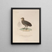 Voyage around the World Pl143 - Louis-Isidore Duperrey — framed artwork on a wall