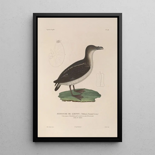 LouisIsidore Duperrey - Voyage autour du monde Pl152.webp