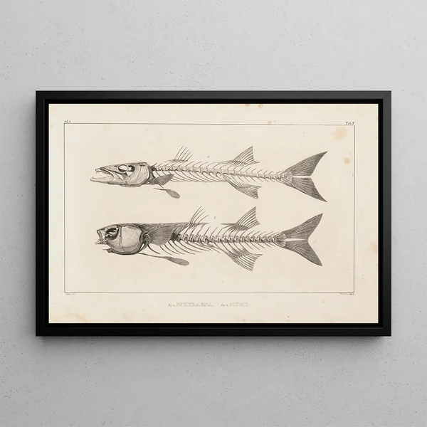Recherches sur les poissons fossiles Pl007 - Louis Agassiz — framed artwork on a wall