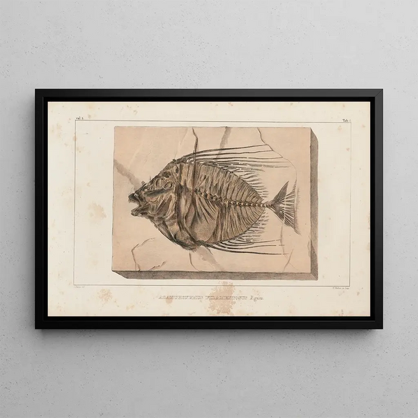 Recherches sur les poissons fossiles Pl017 - Louis Agassiz — cuadro enmarcado en la pared