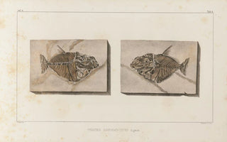 Louis Agassiz - Recherches sur les poissons fossiles Pl018.webp
