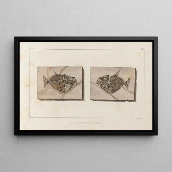 Recherches sur les poissons fossiles Pl018 - Louis Agassiz — cuadro enmarcado en la pared