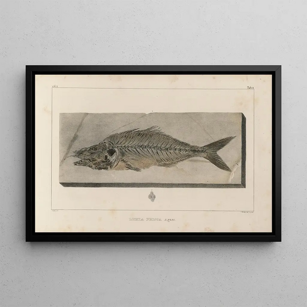 Recherches sur les poissons fossiles Pl024 - Louis Agassiz — framed artwork on a wall