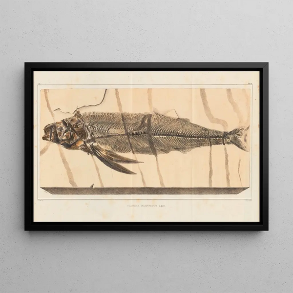 Recherches sur les poissons fossiles Pl028 - Louis Agassiz — framed artwork on a wall