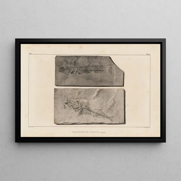 Recherches sur les poissons fossiles Pl034 - Louis Agassiz — cuadro enmarcado en la pared