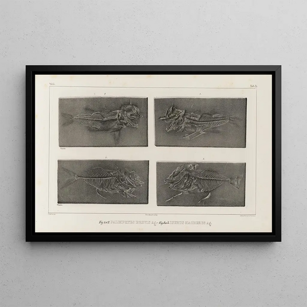 Louis Agassiz - Recherches sur les poissons fossiles Pl035.webp