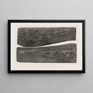 Louis Agassiz - Recherches sur les poissons fossiles Pl036.webp
