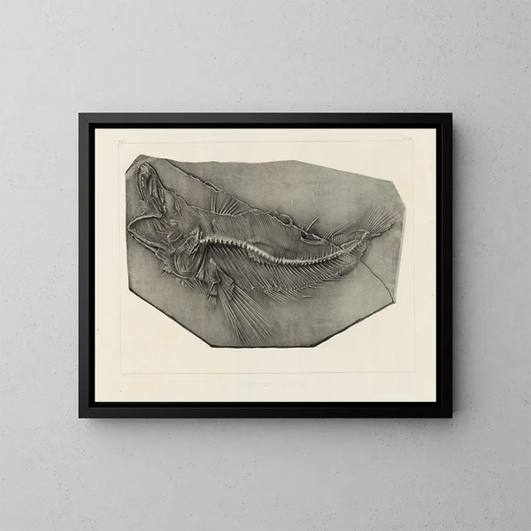 Recherches sur les poissons fossiles Pl. 037 - Louis Agassiz — cuadro enmarcado en la pared