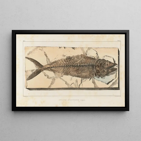 Recherches sur les poissons fossiles Pl040 - Louis Agassiz — cuadro enmarcado en la pared