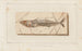 Recherches sur les poissons fossiles Pl045 - Louis Agassiz — vista de la obra