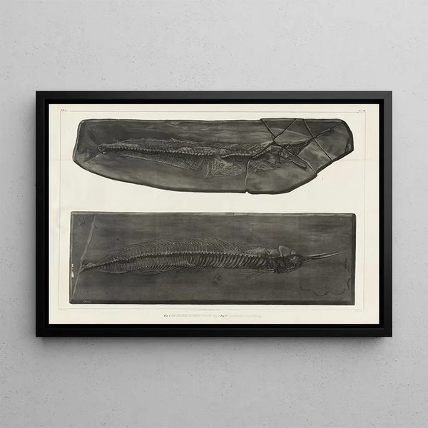 Recherches sur les poissons fossiles Pl050 - Louis Agassiz — framed artwork on a wall