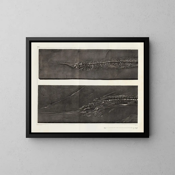 Recherches sur les poissons fossiles - Louis Agassiz — cuadro enmarcado en la pared