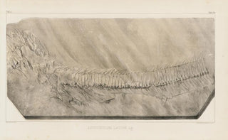 Louis Agassiz - Recherches sur les poissons fossiles Pl056.webp