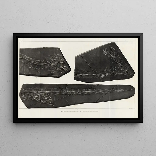 Louis Agassiz - Recherches sur les poissons fossiles Pl058.webp