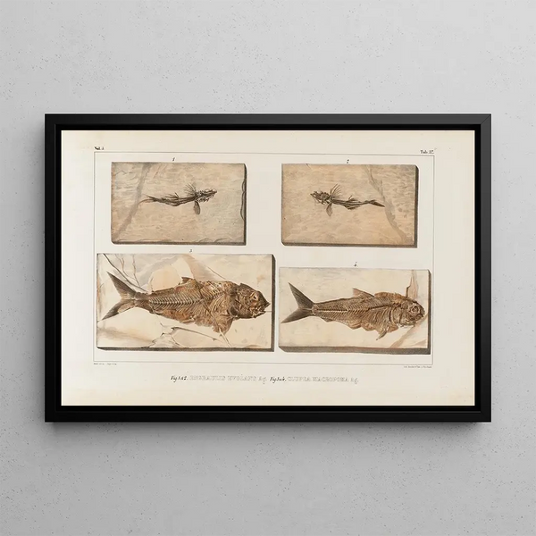Investigaciones sobre los peces fósiles Pl059 - Louis Agassiz — cuadro enmarcado en la pared