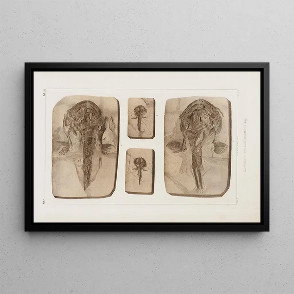 Louis Agassiz - Recherches sur les poissons fossiles Pl062.webp