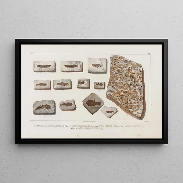 Recherches sur les poissons fossiles Pl063 - Louis Agassiz — cuadro enmarcado en la pared
