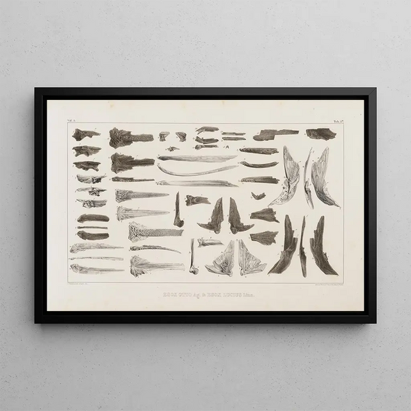 Recherches sur les poissons fossiles Pl069 - Louis Agassiz — framed artwork on a wall