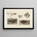Recherches sur les poissons fossiles Pl074 - Louis Agassiz — framed artwork on a wall