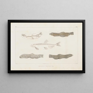 Louis Agassiz - Recherches sur les poissons fossiles Pl084.webp