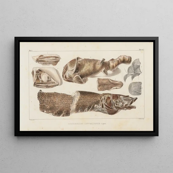 Recherches sur les poissons fossiles Pl086 - Louis Agassiz — framed artwork on a wall