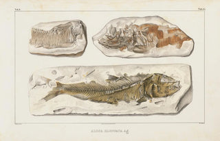 Louis Agassiz - Recherches sur les poissons fossiles Pl092.webp