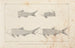 Recherches sur les poissons fossiles Pl096 - Louis Agassiz — artwork view