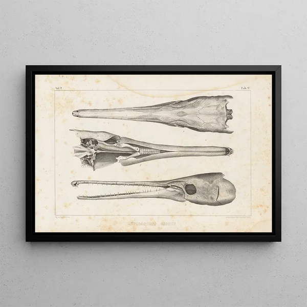 Recherches sur les poissons fossiles Pl105 - Louis Agassiz — cuadro enmarcado en la pared