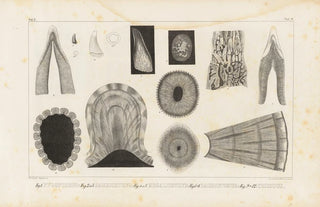 Louis Agassiz - Recherches sur les poissons fossiles Pl113.webp