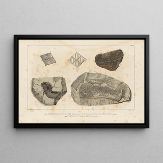 Louis Agassiz - Recherches sur les poissons fossiles Pl118.webp
