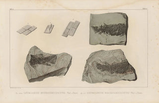 Louis Agassiz - Recherches sur les poissons fossiles Pl124.webp