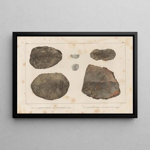Recherches sur les poissons fossiles Pl126 - Louis Agassiz — cuadro enmarcado en la pared