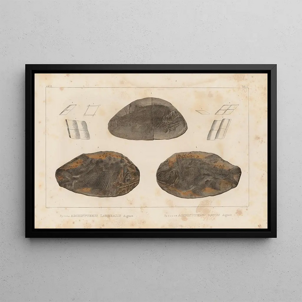 Louis Agassiz - Recherches sur les poissons fossiles Pl127.webp