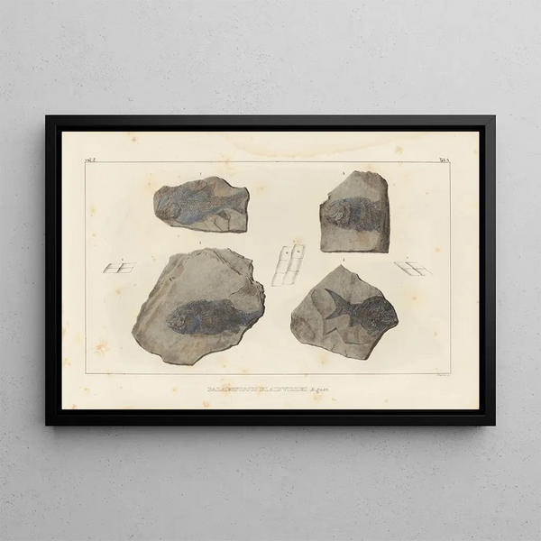 Louis Agassiz - Recherches sur les poissons fossiles Pl130.webp