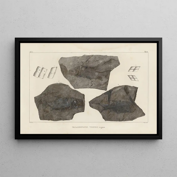 Louis Agassiz - Recherches sur les poissons fossiles Pl131.webp