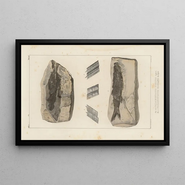 Louis Agassiz - Recherches sur les poissons fossiles Pl137.webp