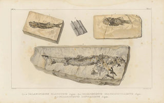 Louis Agassiz - Recherches sur les poissons fossiles Pl138.webp