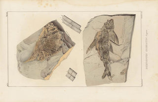 Louis Agassiz - Recherches sur les poissons fossiles Pl144.webp