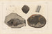 Recherches sur les Poissons Fossiles Pl145 - Louis Agassiz — vista de la obra