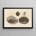 Recherches sur les Poissons Fossiles Pl145 - Louis Agassiz — cuadro enmarcado en la pared