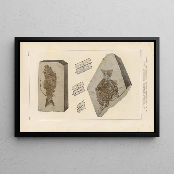 Recherches sur les poissons fossiles Pl152 - Louis Agassiz — cuadro enmarcado en la pared