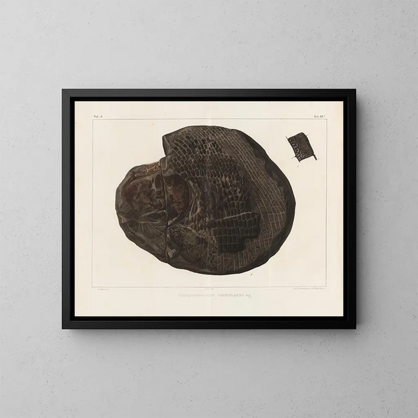 investigaciones sobre los peces fósiles Pl. 157 - Louis Agassiz — cuadro enmarcado en la pared