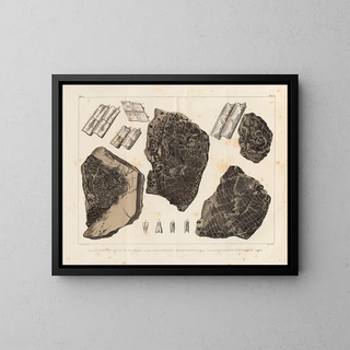 Louis Agassiz - Recherches sur les poissons fossiles Pl162.webp