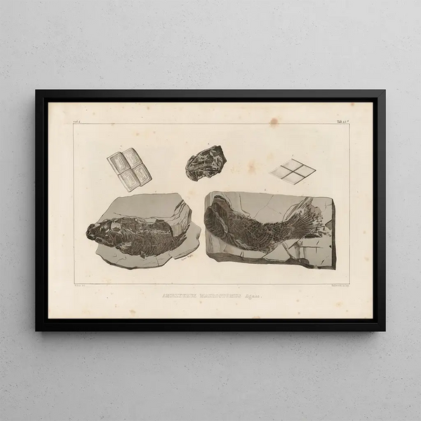 Louis Agassiz - Recherches sur les poissons fossiles Pl167.webp
