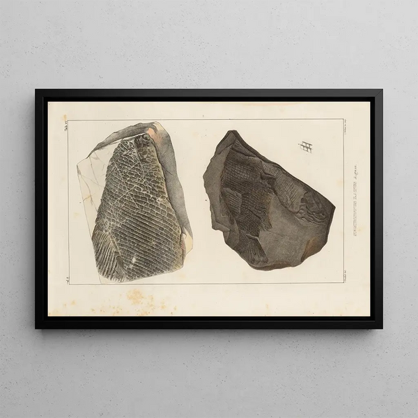 Louis Agassiz - Recherches sur les poissons fossiles Pl170.webp