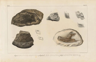 Louis Agassiz - Recherches sur les poissons fossiles Pl171.webp