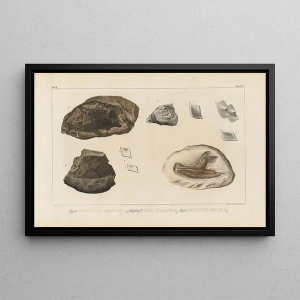 Investigaciones sobre los peces fósiles Pl171 - Louis Agassiz — cuadro enmarcado en la pared