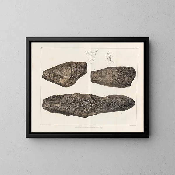 Recherches sur les poissons fossiles - Louis Agassiz — cuadro enmarcado en la pared