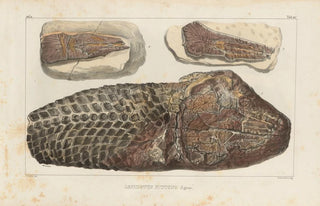 Louis Agassiz - Recherches sur les poissons fossiles Pl179.webp